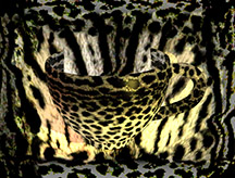 Leopard Cup 1