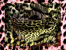 Leopard Cup 2